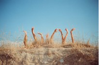 KOSTIS FOKAS: 