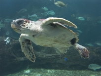 Free CARETTA CARETTA (Cretaqurium)