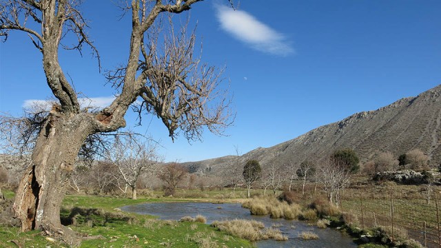 Meditation tree...